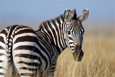 Por que Z é Para Zebra? Uma Jornada Atemporal Através do Cinema Clássico!